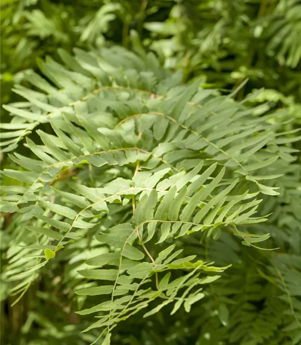 Osmunda regalis
