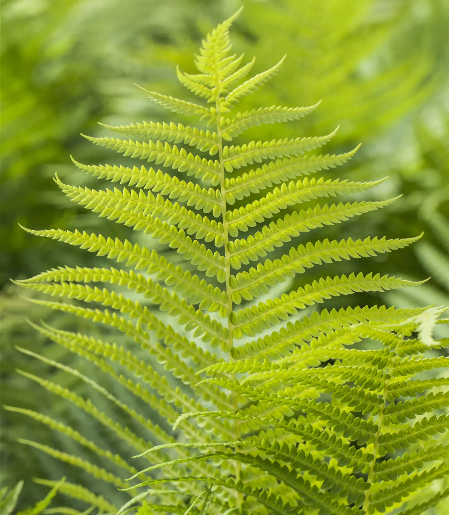 Polystichum aculeatum