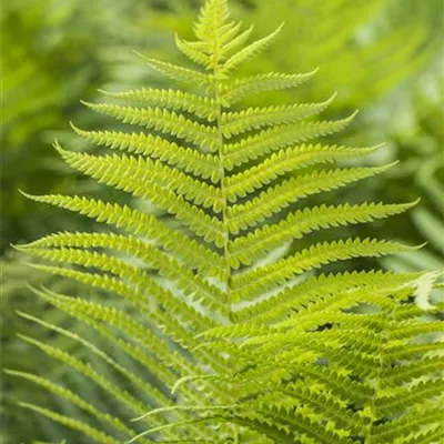 Topfgrösse 3 Liter - Gelappter Schildfarn - Polystichum aculeatum