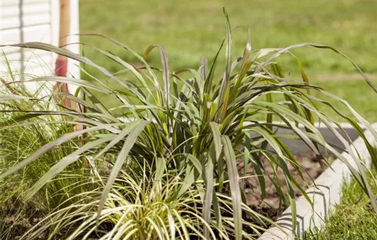 Pennisetum alopecuroides 'Gelbstiel'