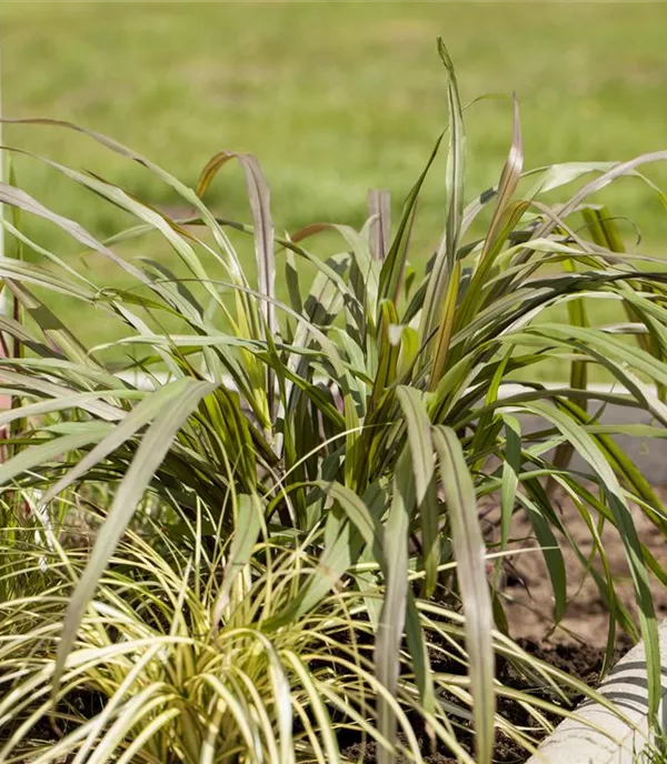 Pennisetum alopecuroides 'Gelbstiel'