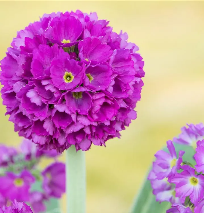 Kugelprimel - Primula denticulata 'Rubin'