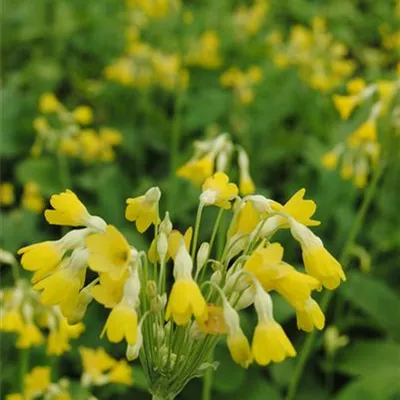 Topfgrösse 0.5 Liter - Sumpfprimel - Primula florindae