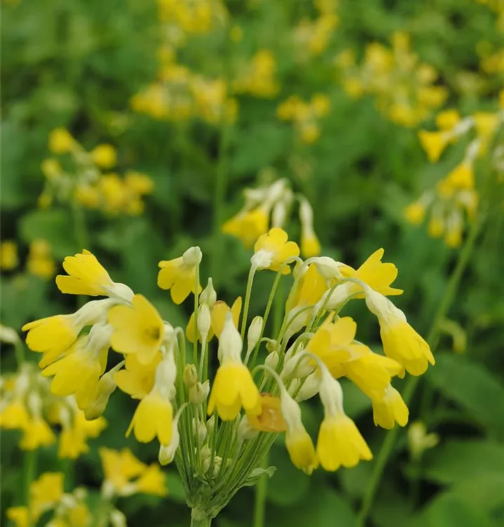 Sumpfprimel - Primula florindae