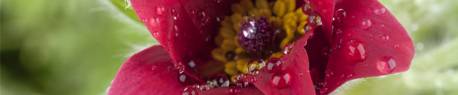 Bodendecker online kaufen | Bauer Baumschulen AG Bodendecker online kaufen | Bauer Baumschulen AG