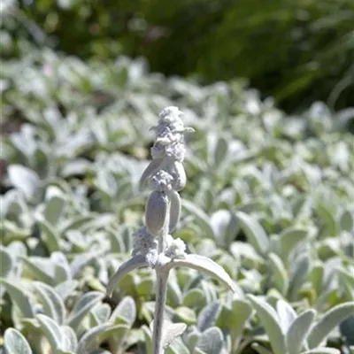 Topfgrösse 0.5 Liter - Wolliger Ziest - Stachys byzantina 'Silver Carpet'