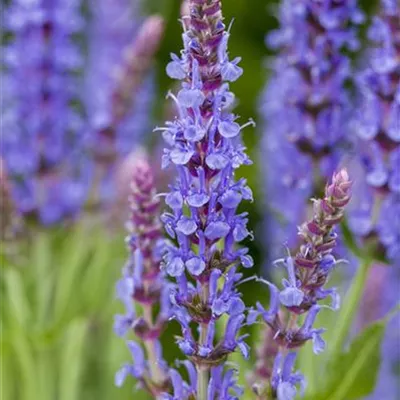 Topfgrösse 0.5 Liter - Salbei - Salvia nemorosa 'Blauhügel'