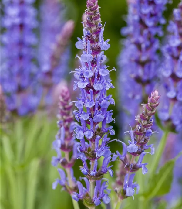 Salvia nemorosa 'Blauhügel'