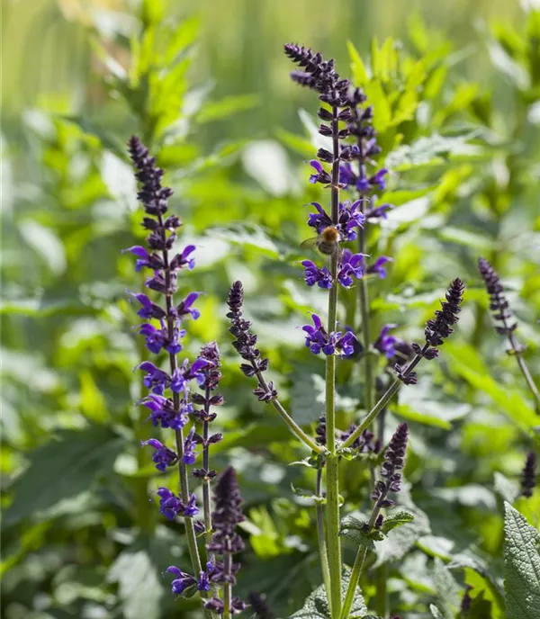 Salvia nemorosa 'Mainacht'