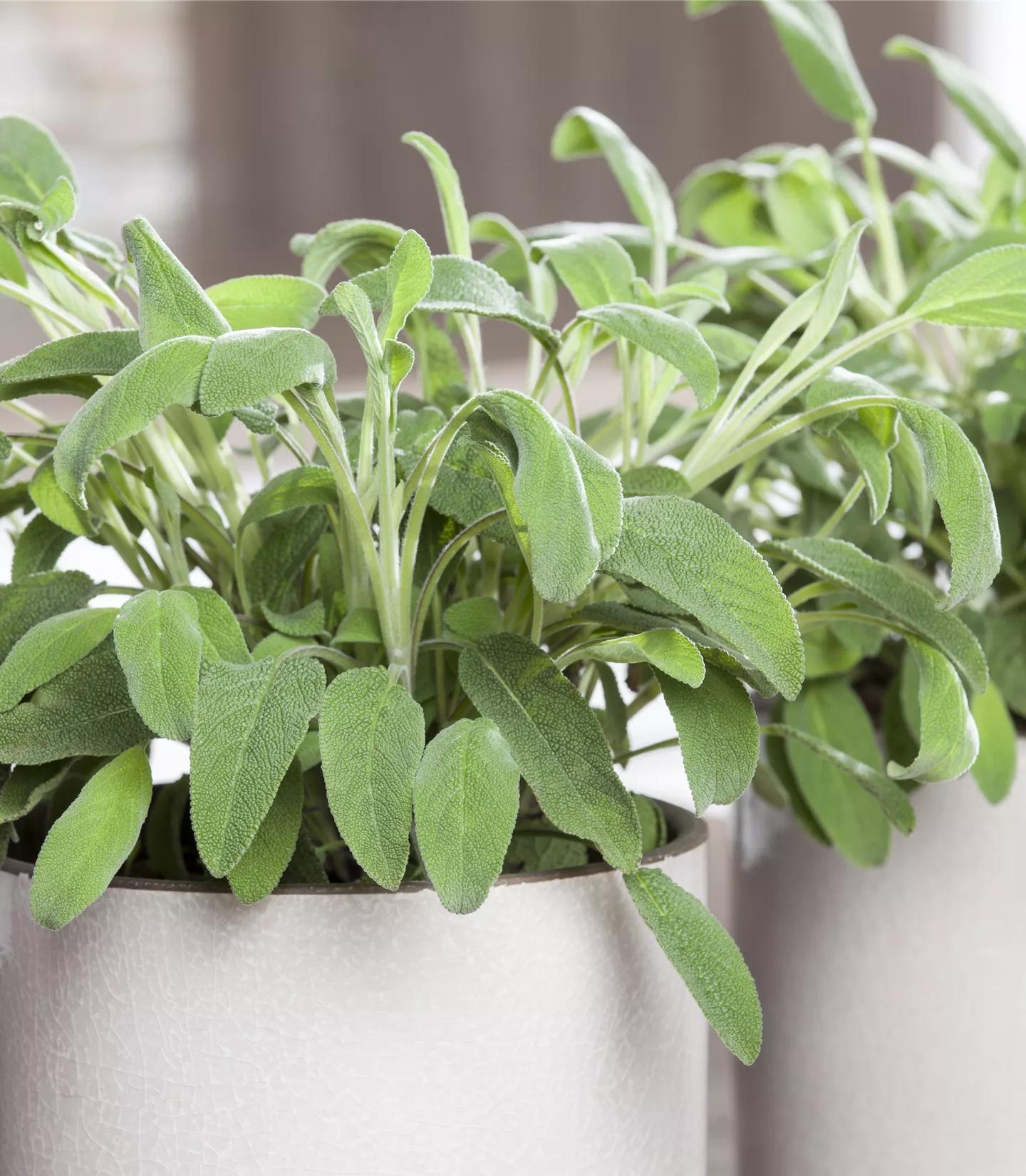 Salvia officinalis