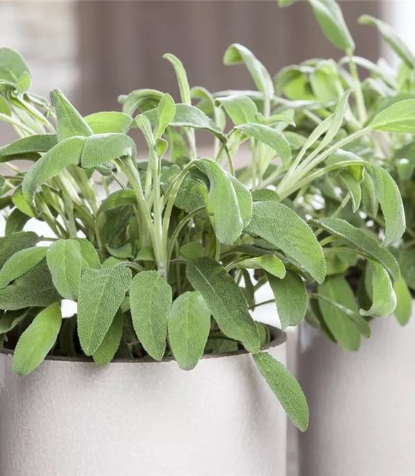 Salvia officinalis