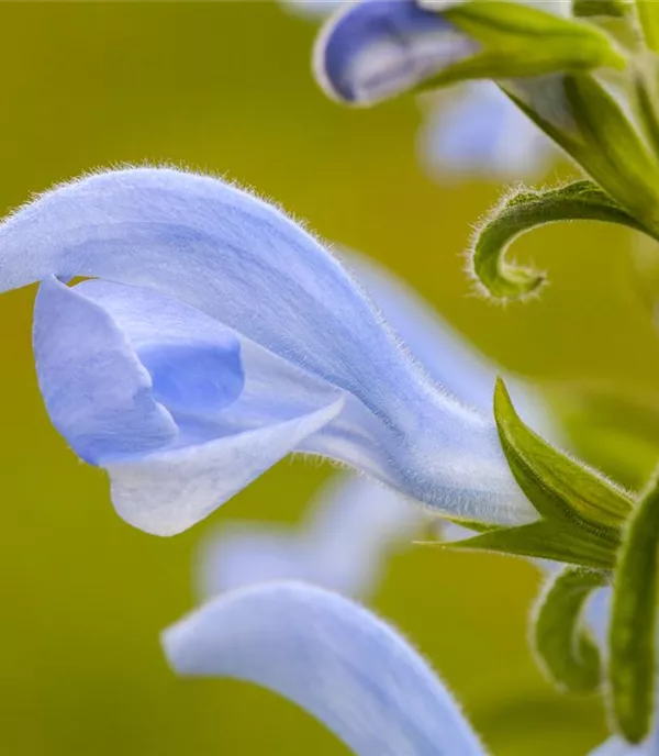 Salvia pratensis