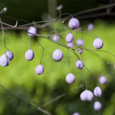 Topfgrösse 1 Liter - Wiesenraute - Thalictrum delavayi