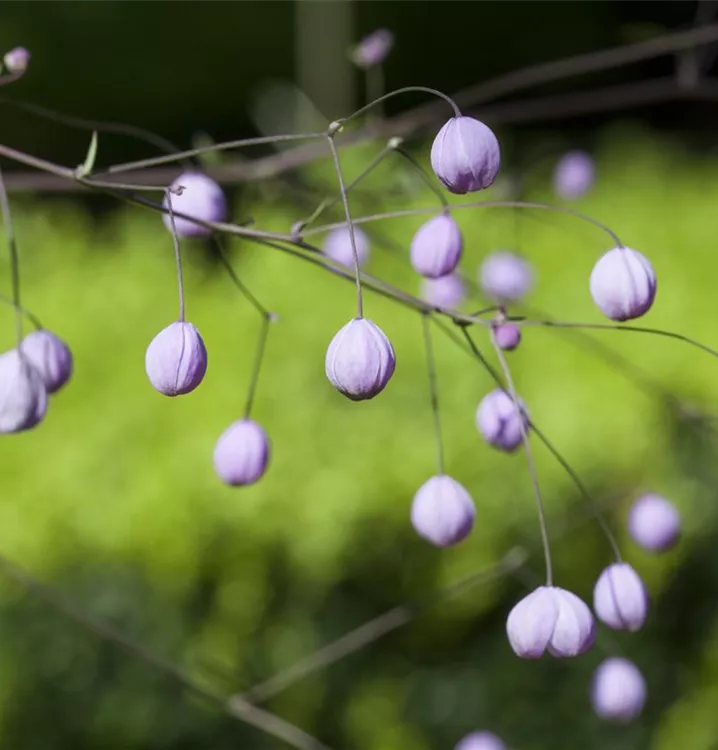 Wiesenraute - Thalictrum delavayi