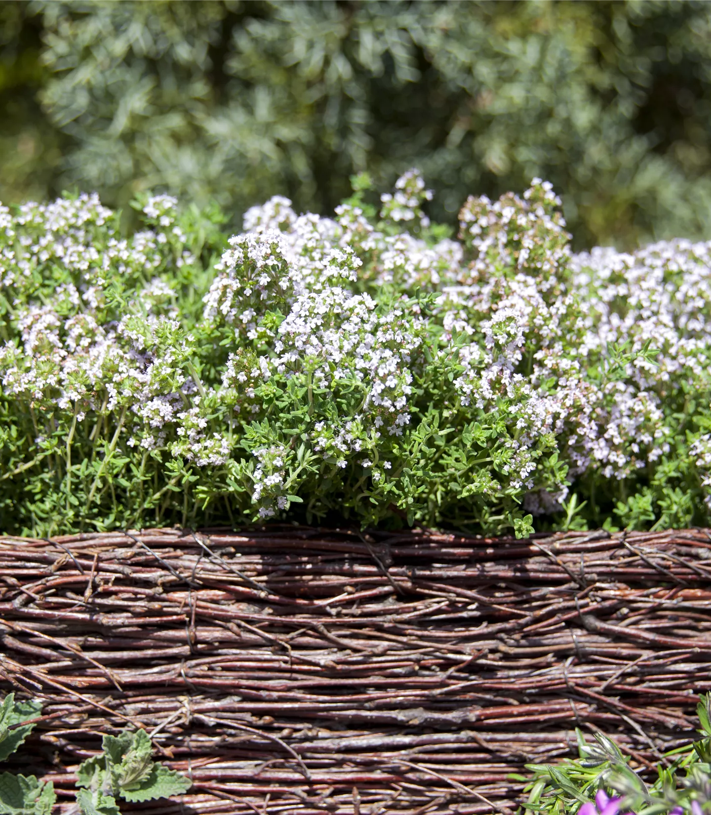 Thymus vulgaris