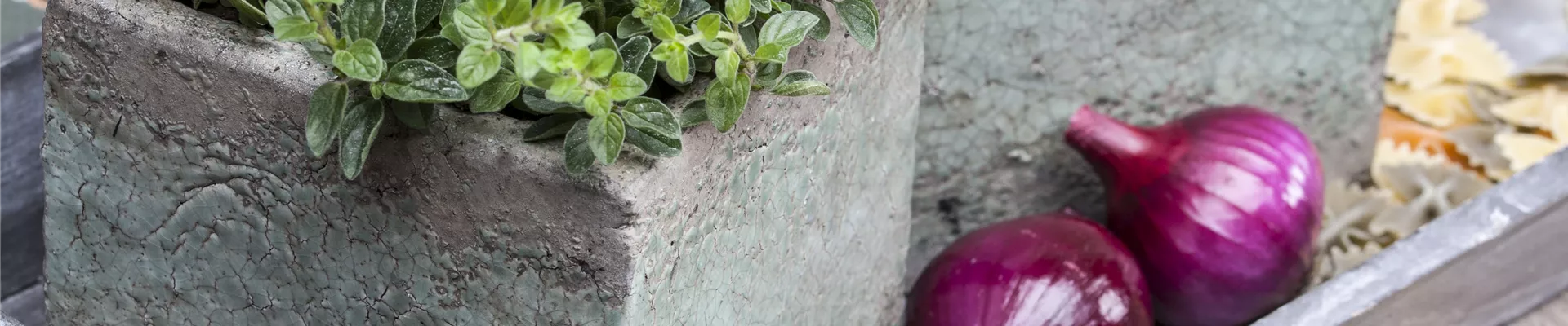 Bodendecker online kaufen | Bauer Baumschulen AG Bodendecker online kaufen | Bauer Baumschulen AG