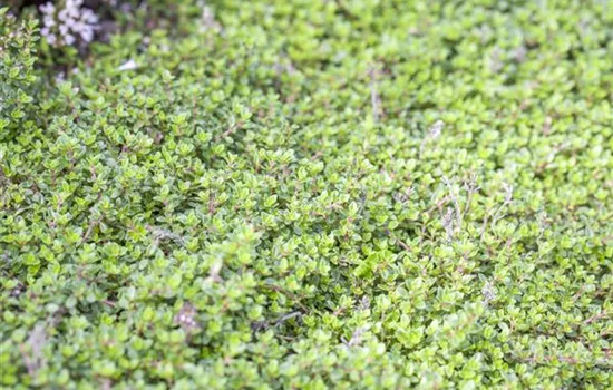 Thymus vulgaris 'Compactus'