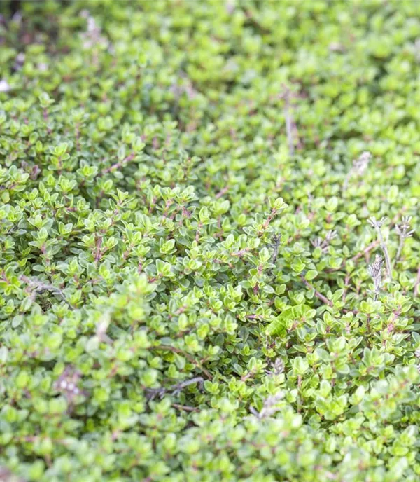 Thymus praecox 'Minor'