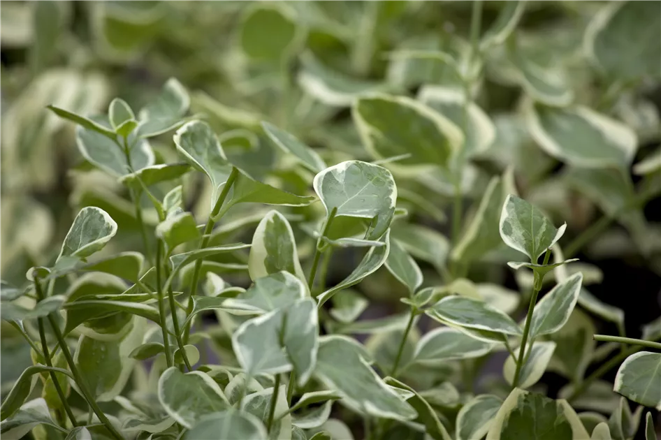 Vinca major 'Variegata', Grosses Immergrn