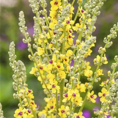 Topfgrösse 1 Liter - Dunkle Königskerze - Verbascum nigrum