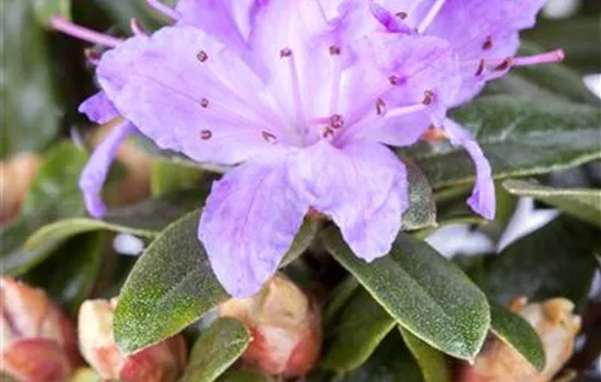 Rhododendron 'Azurika', Rhododendron