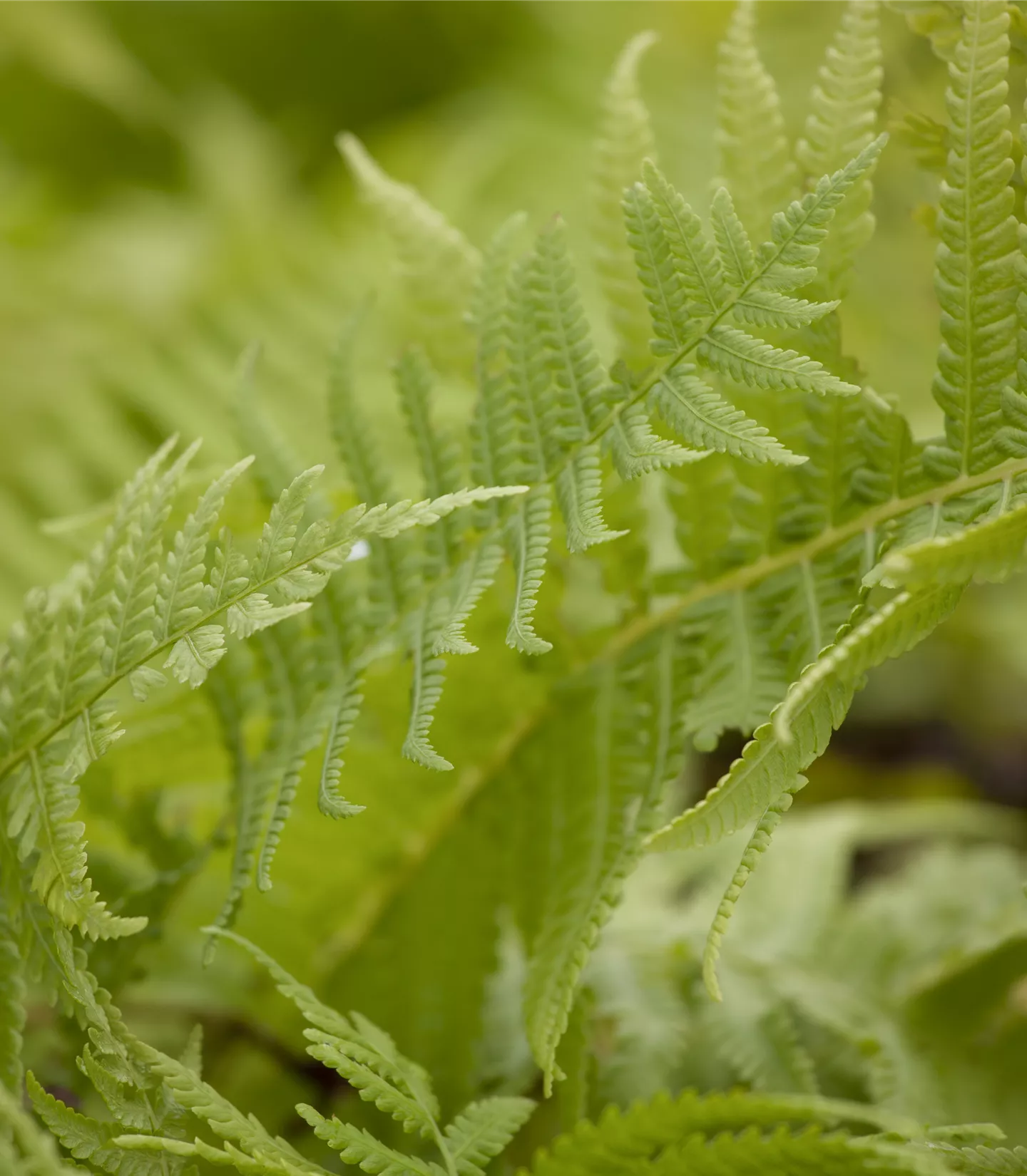 Matteuccia struthiopteris