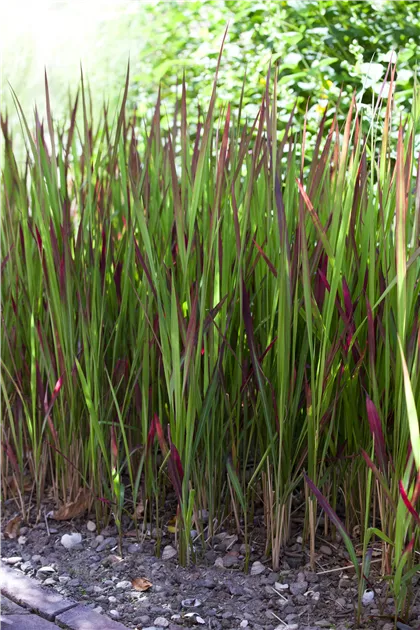 Imperata cylindrica 'Red Baron', Blutgras
