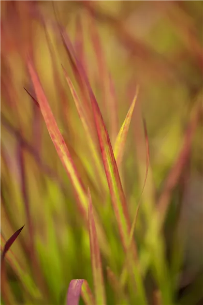 Imperata cylindrica 'Red Baron', Blutgras