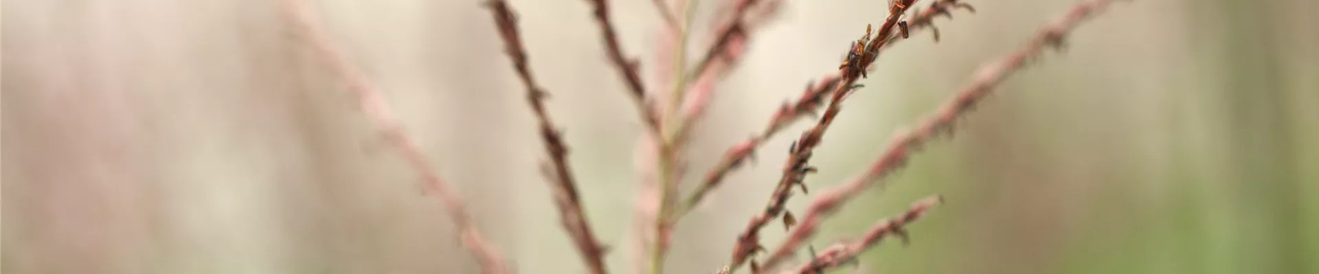 Bodendecker online kaufen | Bauer Baumschulen AG Bodendecker online kaufen | Bauer Baumschulen AG