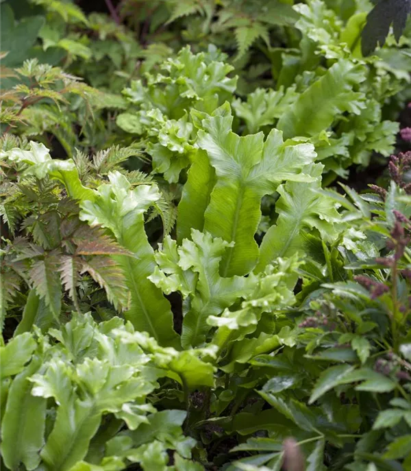Asplenium scolopendrium