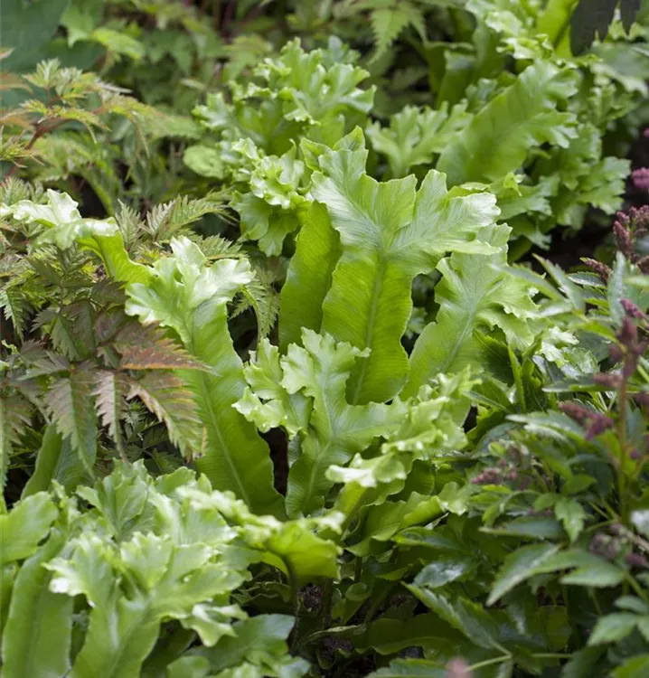 Hirschzunge - Asplenium scolopendrium