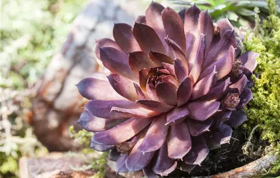 Sempervivum Tectorum (Hauswurz) – Mehrjährige Staude Im 0,5L Topf, Hellrot Blühend