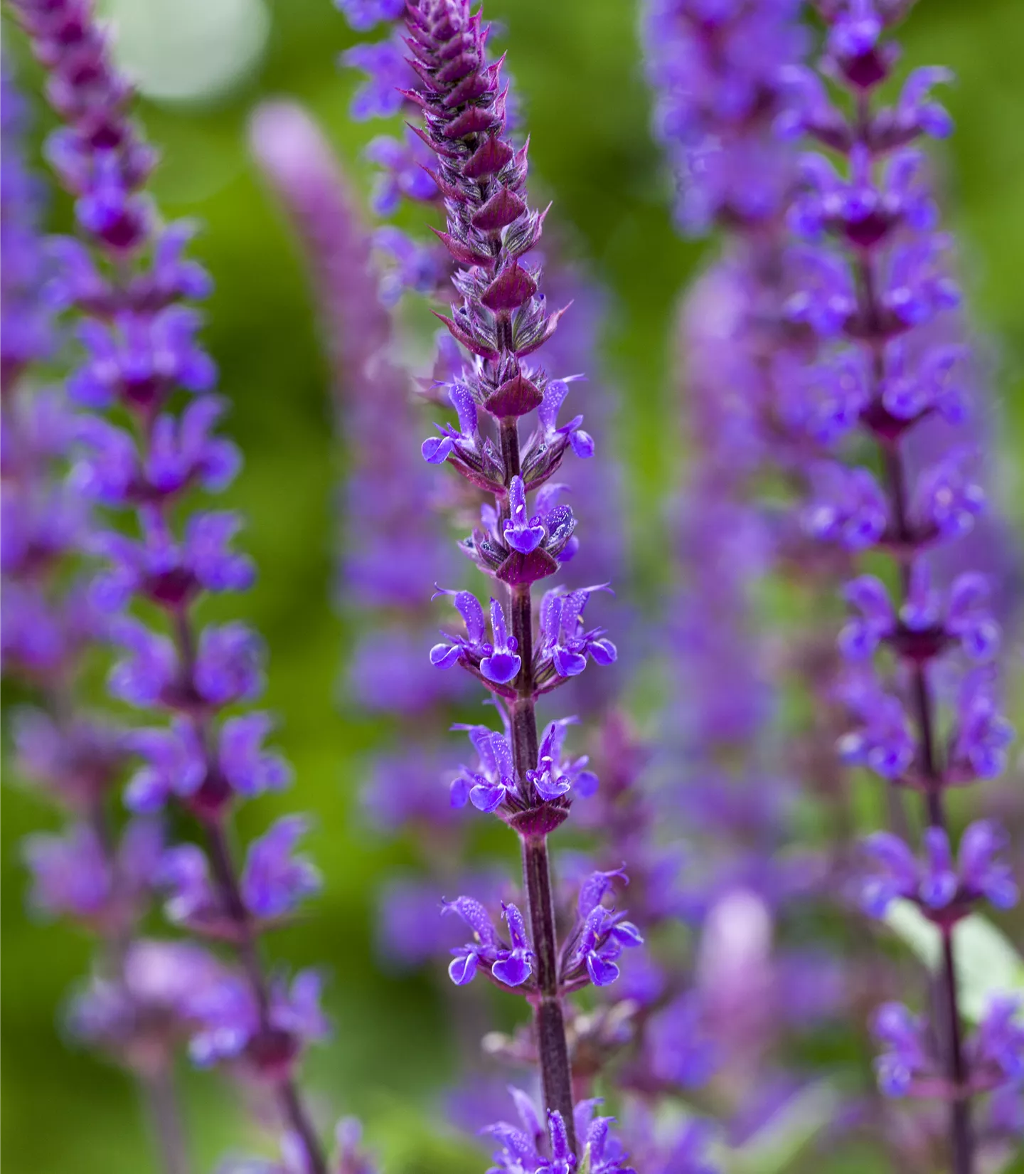 Salvia nemorosa 'Caradonna'