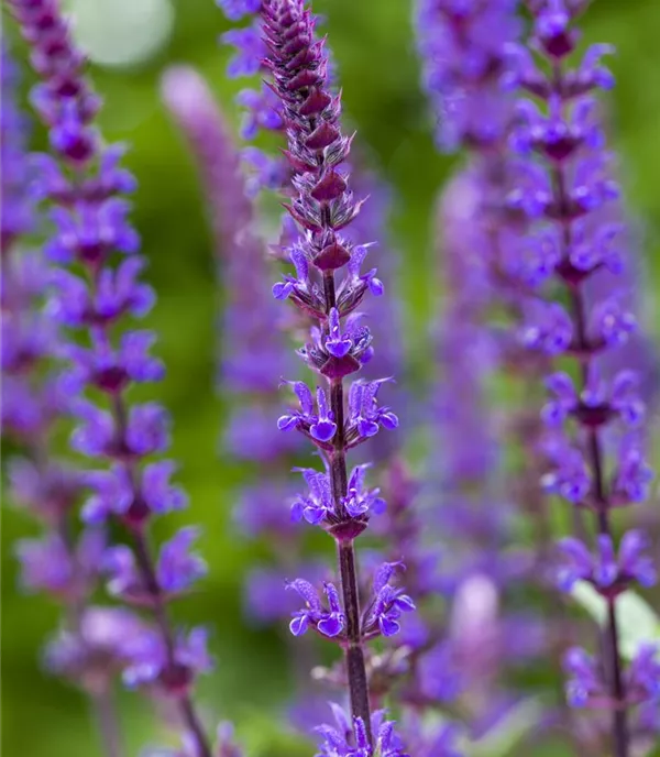 Salvia nemorosa 'Caradonna'