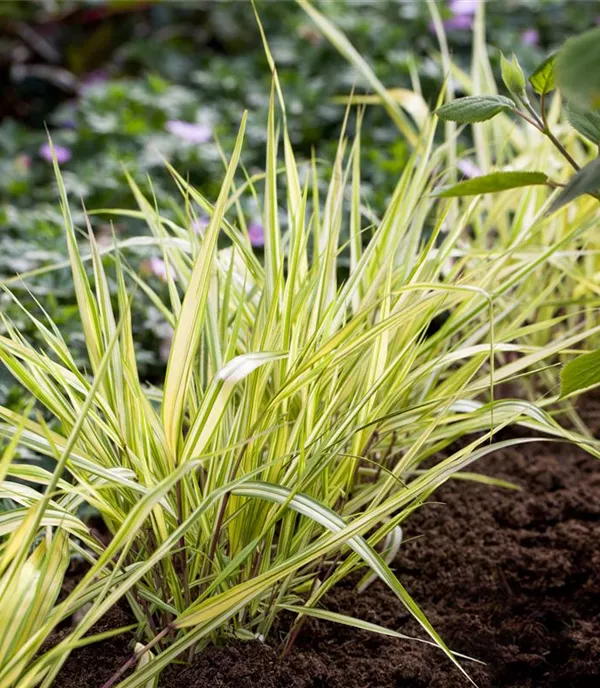 Hakonechloa macra 'Aureola'