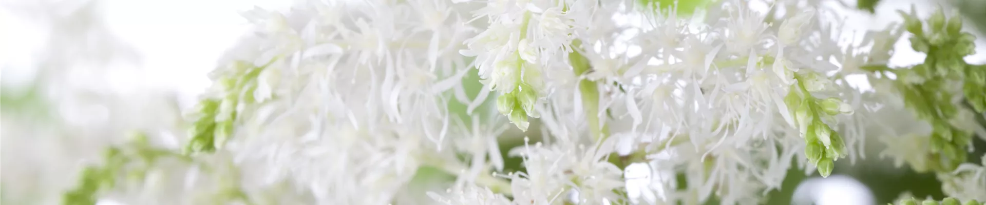 Bodendecker online kaufen | Bauer Baumschulen AG Bodendecker online kaufen | Bauer Baumschulen AG