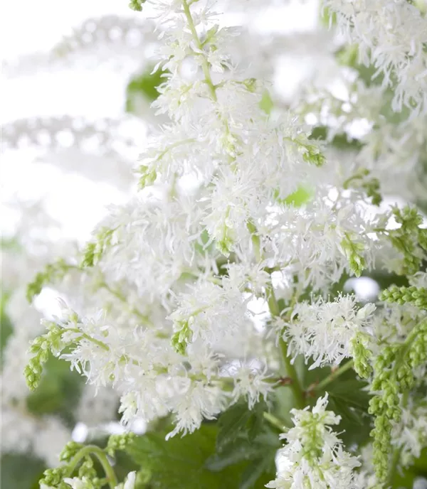 Astilbe (Arendsii-Gruppe) 'Brautschleier'