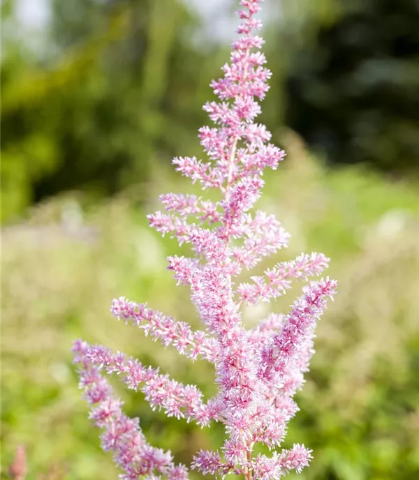 Astilbe (Arendsii-Gruppe) 'Cattleya'