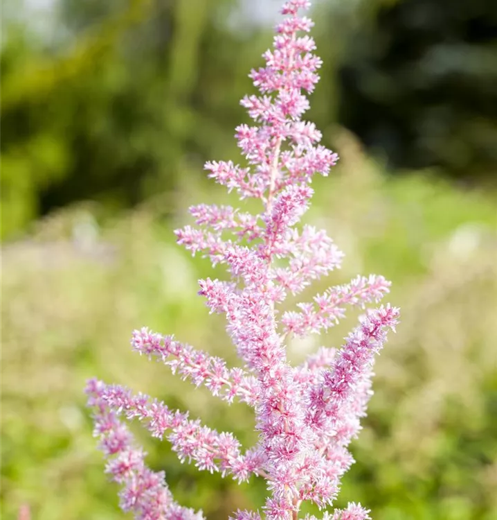 Prachtspiere - Astilbe (Arendsii-Gruppe) 'Cattleya'