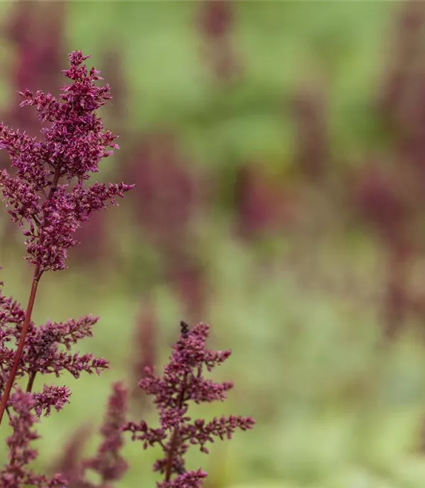 Astilbe (Arendsii-Gruppe) 'Glut'