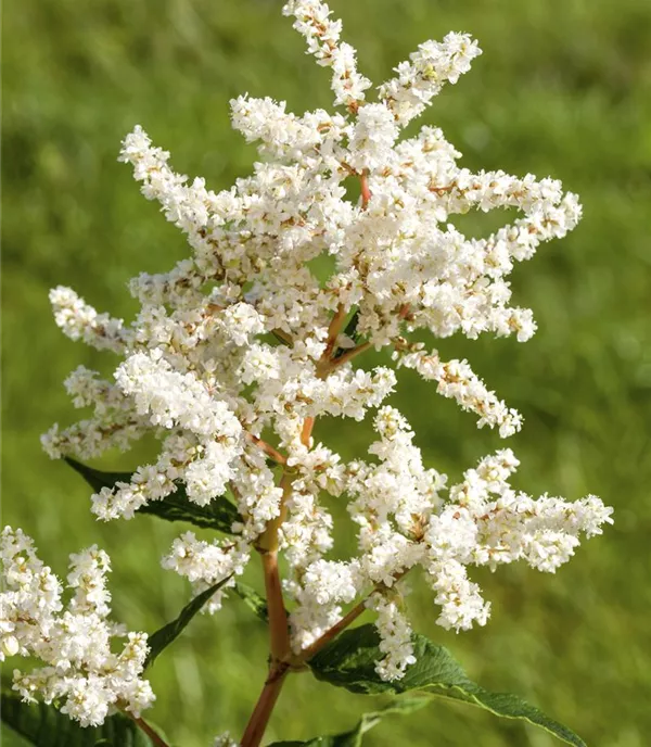 Astilbe (Japonica-Gruppe) 'Deutschland'